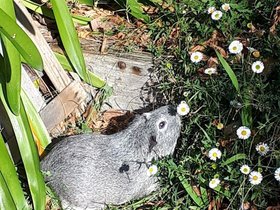 2020-07-14-14-32-37 Harriet.jpg